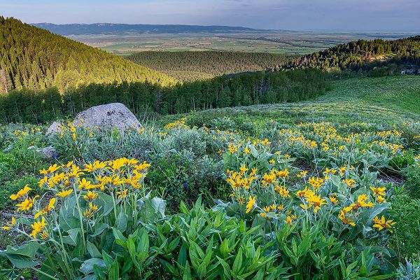 Garber, Howie 아티스트의 USA-Wyoming-Arrowleaf balsamroot wildflowers in meadow-summer-Caribou-Targhee National Forest작품입니다.